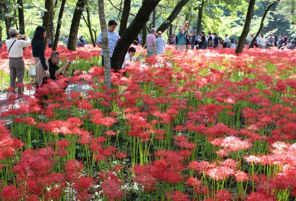 巾着田 ２年連続で花芽刈り取り 日本一のマンジュシャゲ | 文化新聞